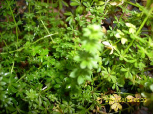 bedstraw.jpg