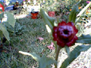 photo2013.jpg