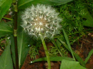 dandelion.jpg